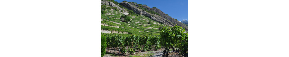 Vallée du Rhône