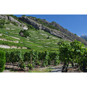 Vallée du Rhône